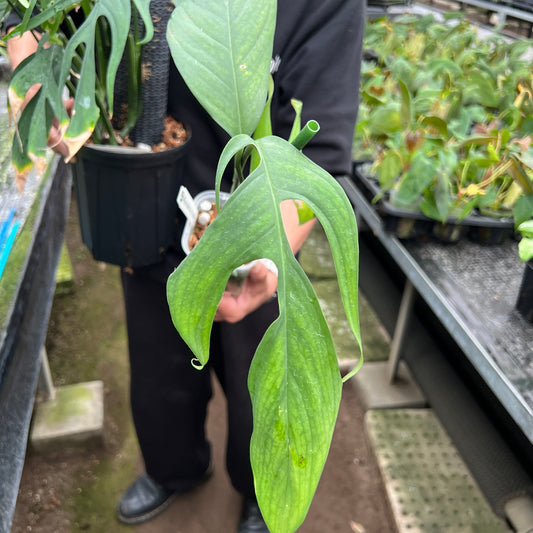 URBAN JUNGLE特集★U33 モンステラ クロアティ 3号鉢