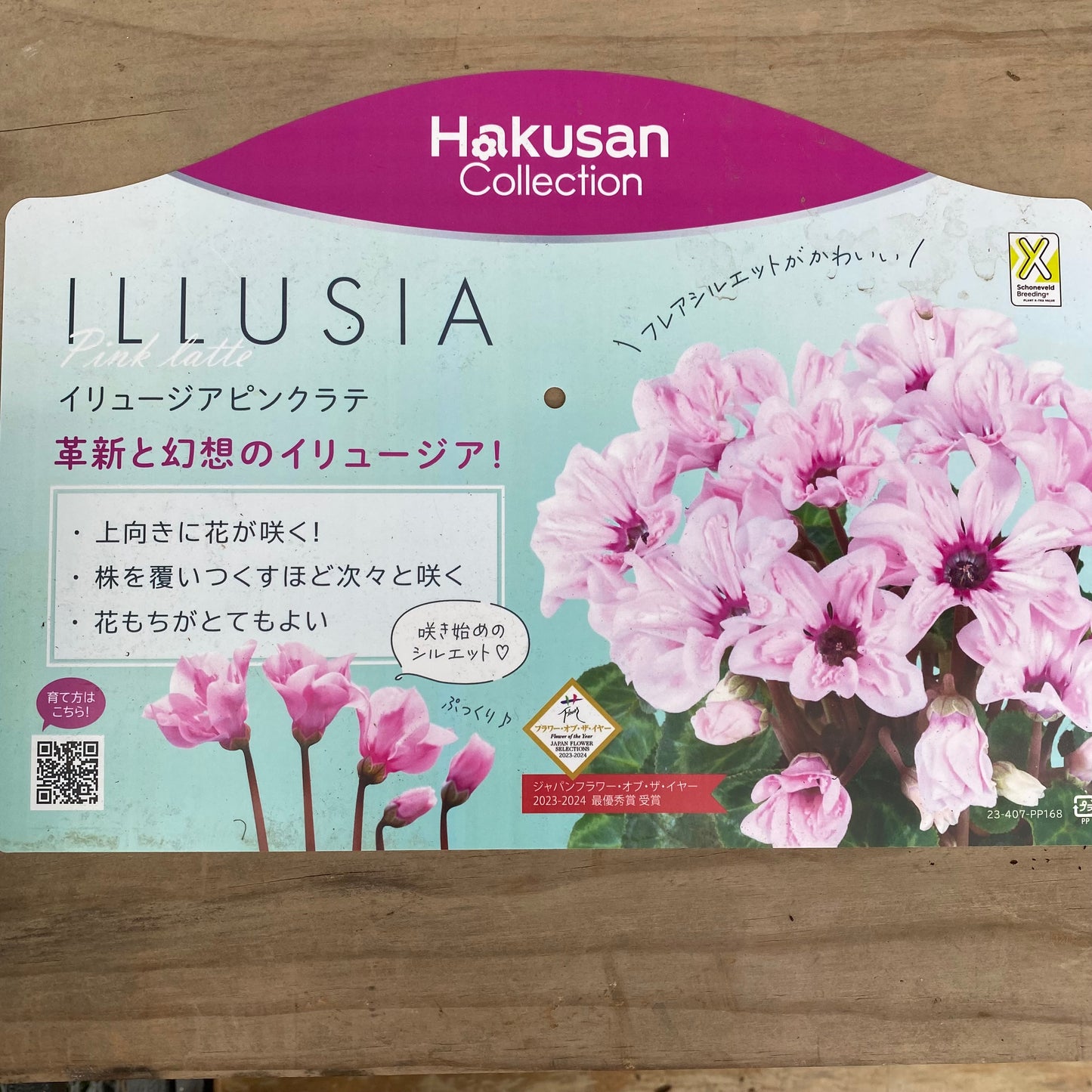 シクラメン イリュージア ピンクラテ 3号苗ポット 3ポットセット
