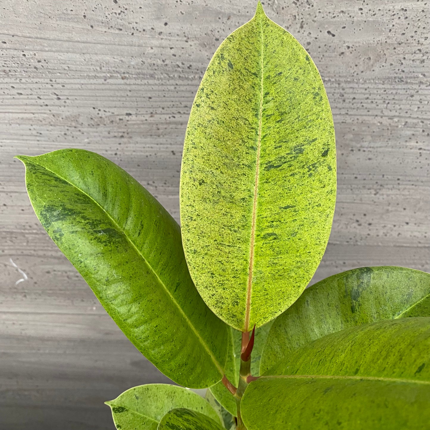 市場仕入れ即売会 No.25019 フィカス ジン 5号鉢 白