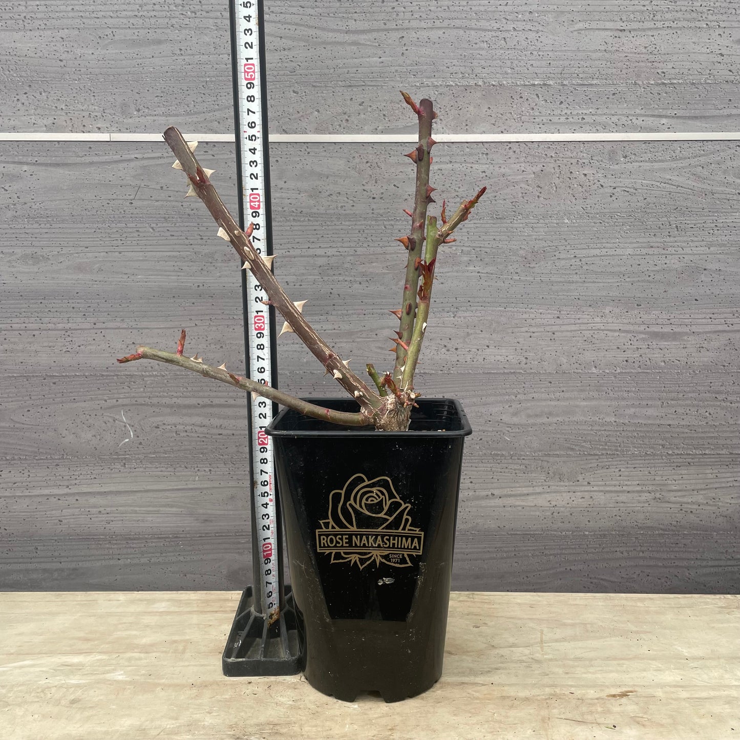 ローズなかしま★フレグランスローズ アムール ドゥ ランジュ 5号鉢