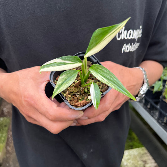 URBAN JUNGLE特集★U42 エピプレナム シルバーストリープ