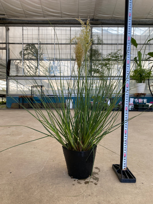 岡本緑花特集 ミニパンパスグラス タイニーパンパ 5号苗ポット