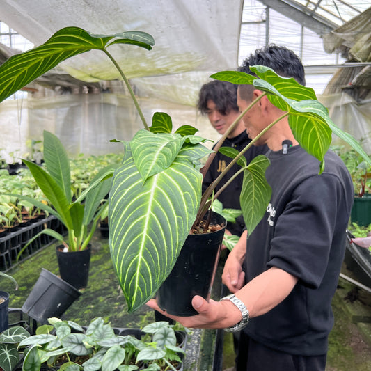 URBAN JUNGLE特集★U27 フィロデンドロン キサントソーマリンデニー 5号鉢