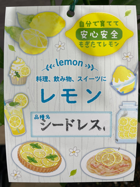 No.10021 レモン シードレス 5号苗ポット