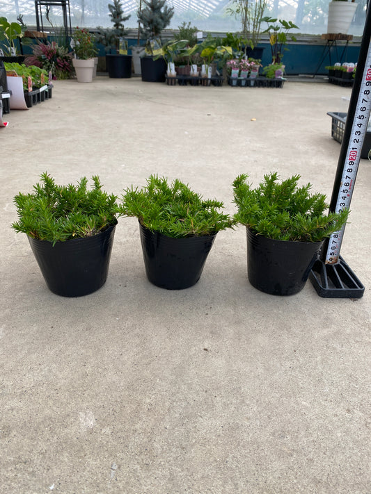 No.28044 どえりゃーひろぎゃる芝桜 ダニエルクッション 4号苗ポット 3ポットセット