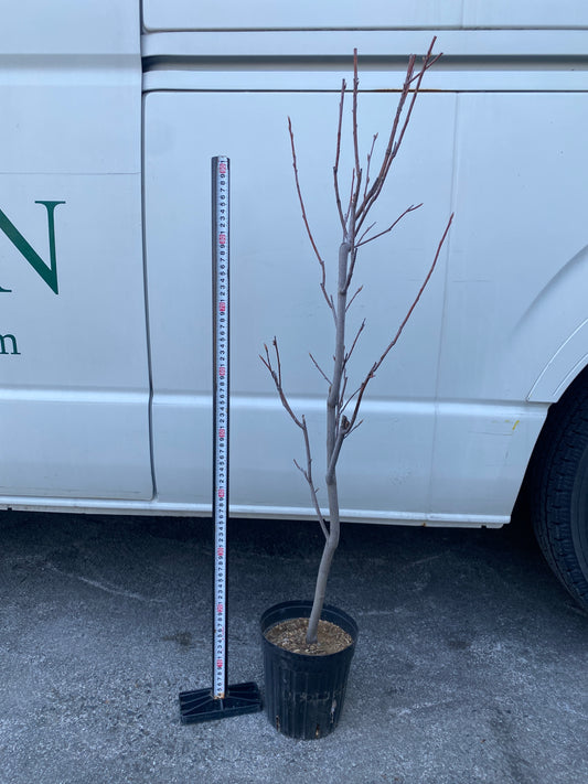 No.03104 ジューンベリー 6号鉢