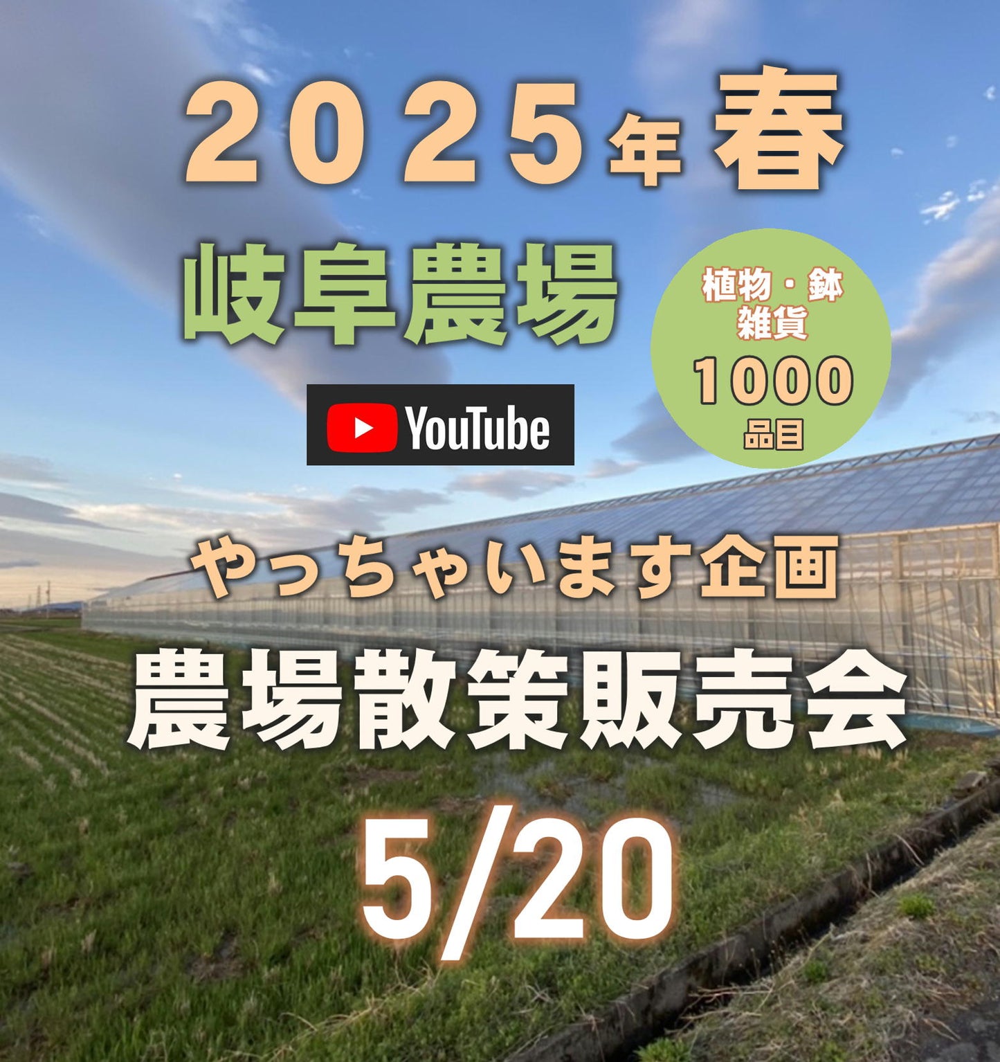 5/20 農場散策販売会 No.711 ユーフォルビア トゲナシハナキリン
