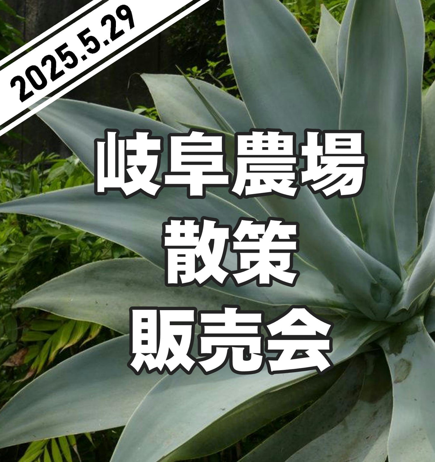 岐阜農場散策販売会 No.29076 エケベリア 陶器鉢