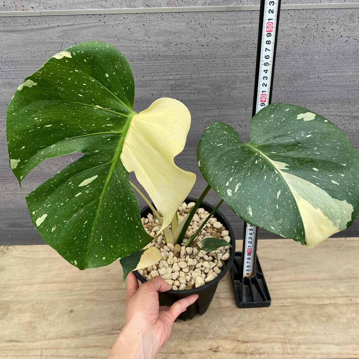 モンステラ タイコンステレーション No.5 黒ポット