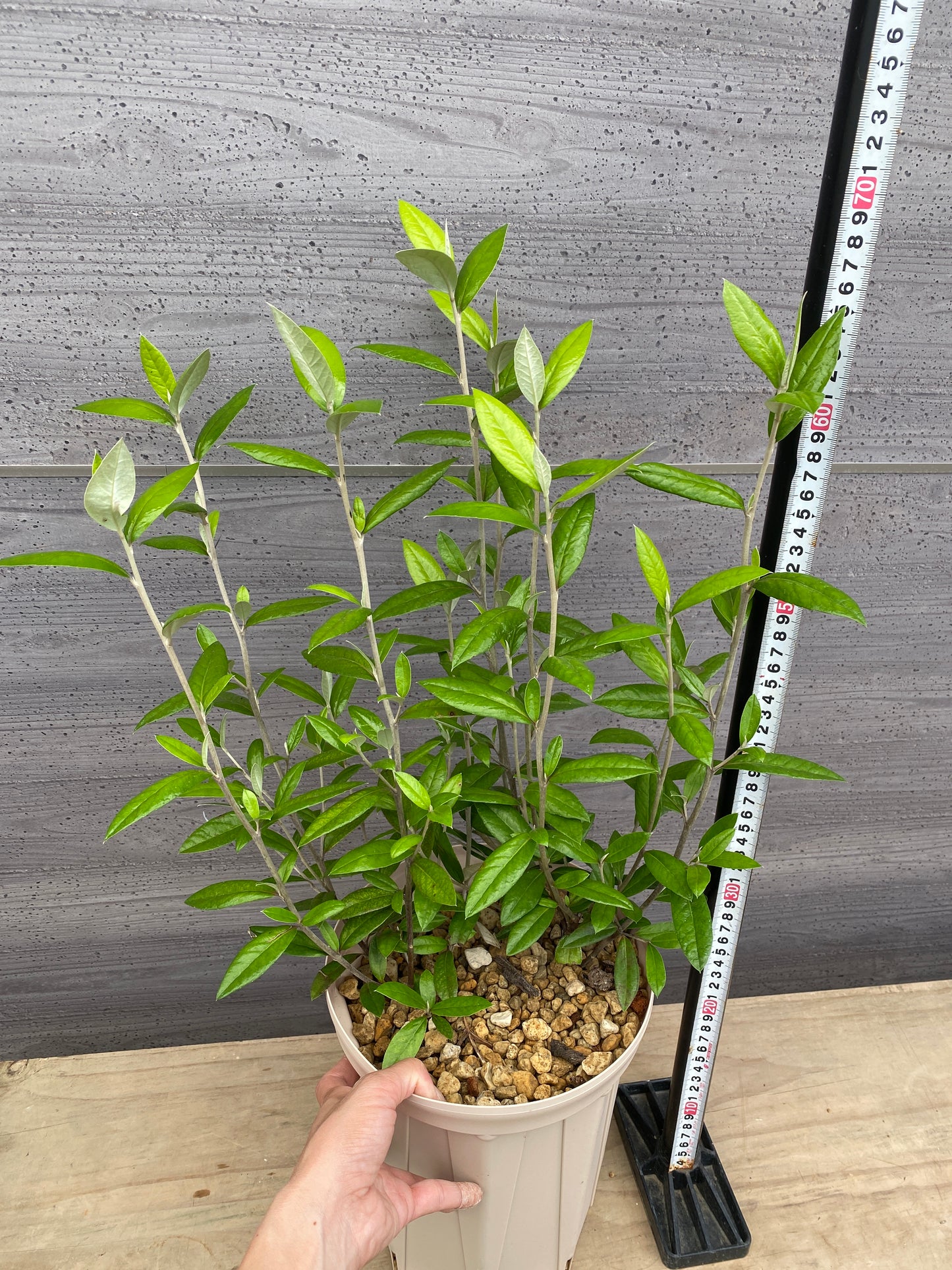 コロキア ジーンティーズジャイアント 7号スリット鉢/オリジナル色