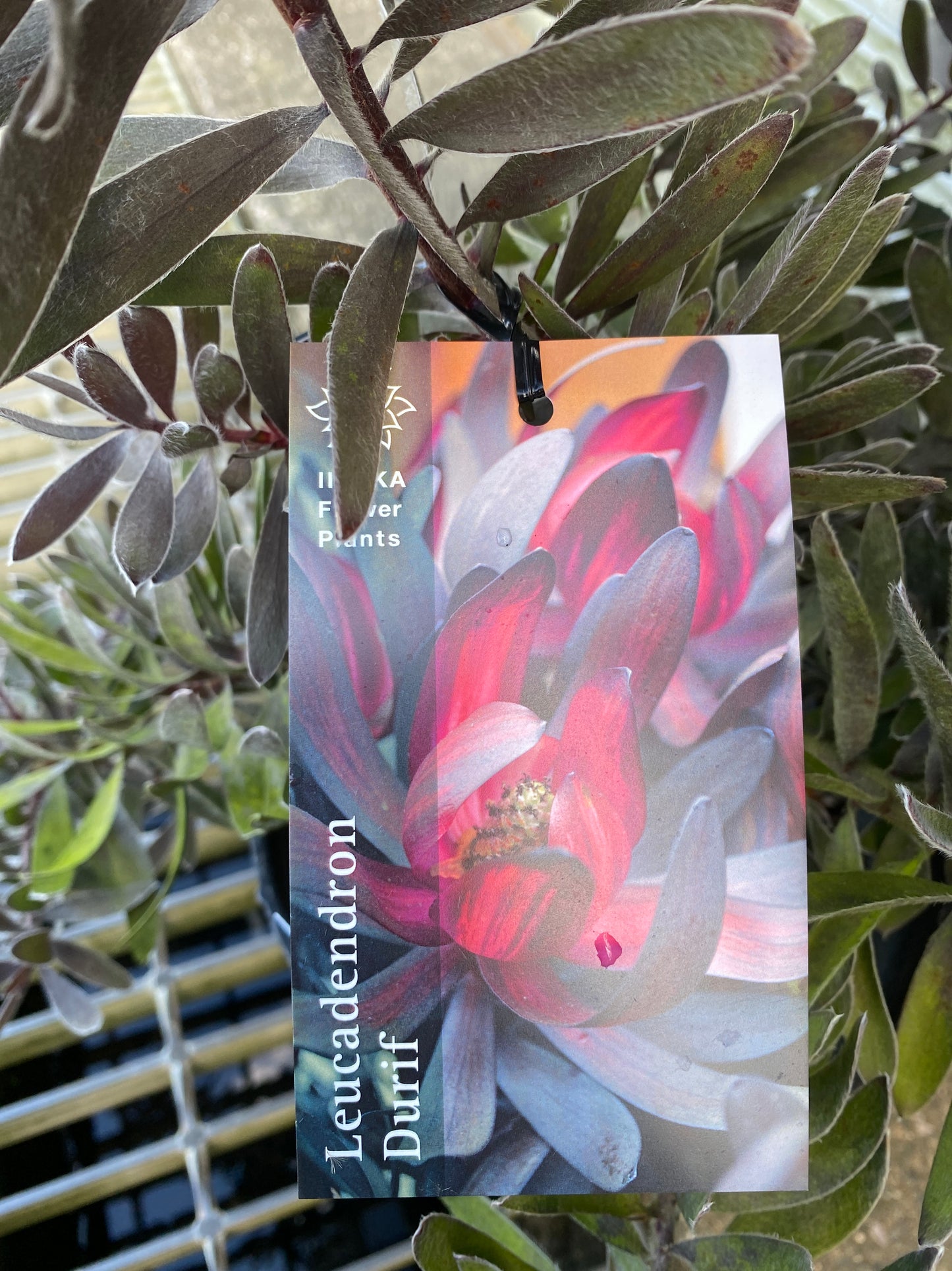 No.28037 リュウカデンドロン デュリフ 7号鉢