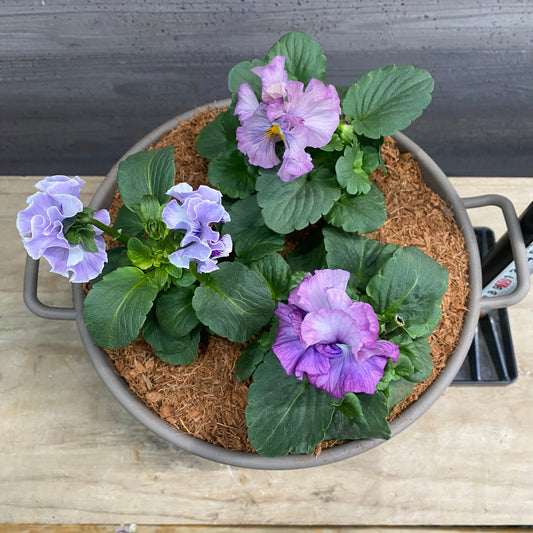 寄せ植えM 手つきポットグレー