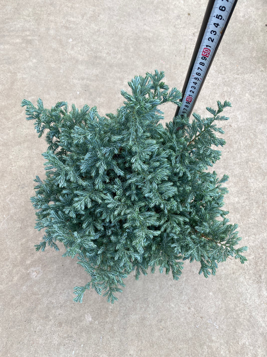 No.28043 サワラ ボールバード 5.5号鉢