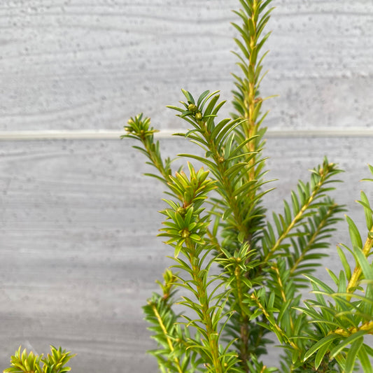 ヨーロッパイチイ ゴールドストライク 6号スリット鉢/オリジナル色