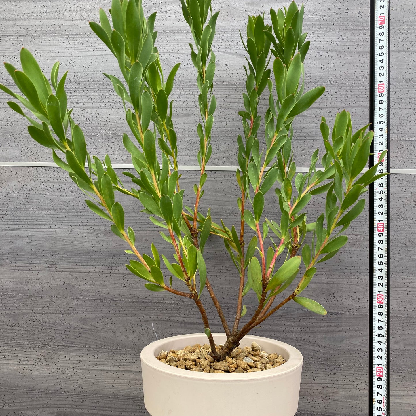 リュウカデンドロン ライムマジック オリジナルポット