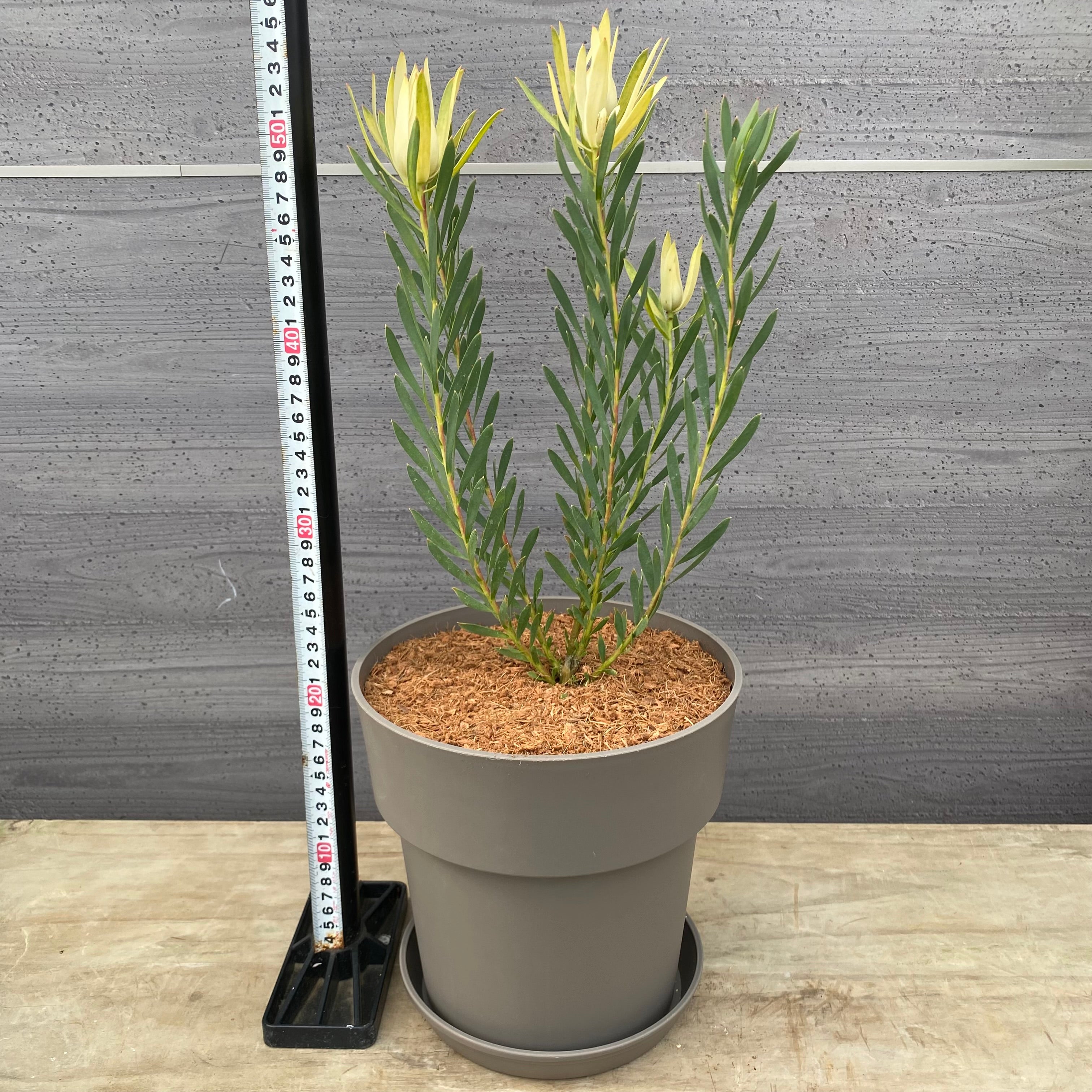 19027 リューカデンドロン イエローデビル 7号グレーポット 受皿付き