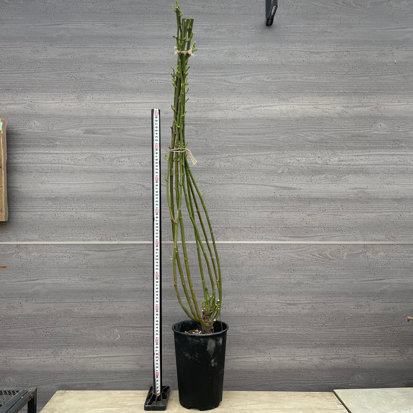 ローズなかしま★ツルバラ サマースノー (ほぼトゲなし)6号鉢