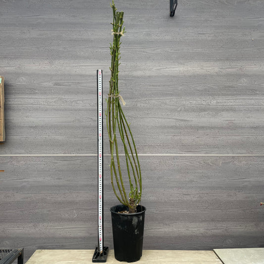 ローズなかしま★ツルバラ サマースノー (ほぼトゲなし)6号鉢