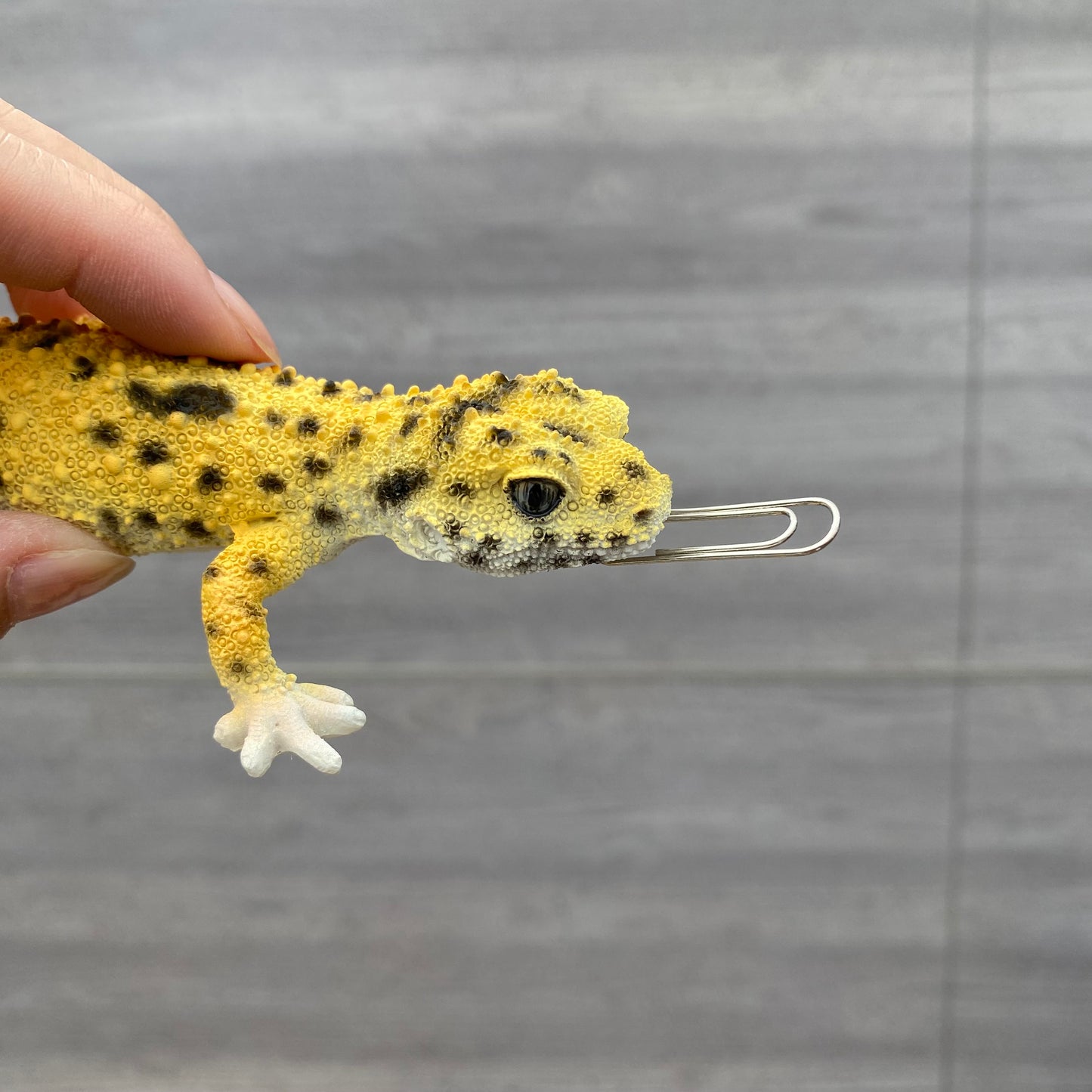 マグネットシリーズ ヒョウモントカゲモドキ (HIGH YELLOW) 口元にマグネット
