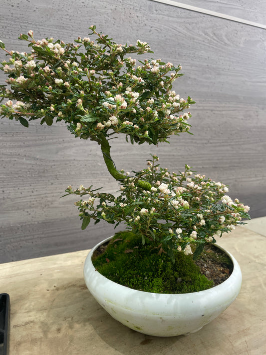 No.10029 天皇梅 6号鉢