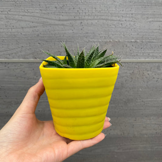 No.08003 多肉植物 5点セット