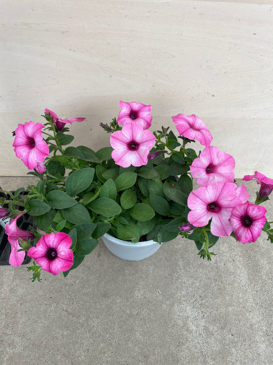 No.27005 ペチュニア ラブリーアイ 5号鉢