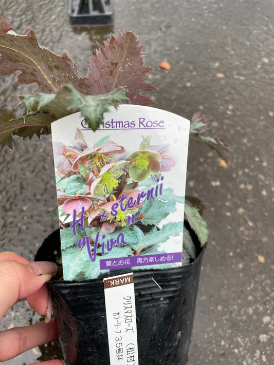 M49 クリスマスローズ ステルニービバ 3.5号苗ポット