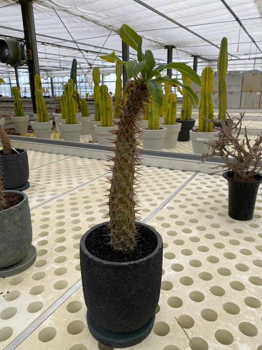 No.05008 ”OUTLET ”パキポディウム ラモスム ブラック陶器鉢