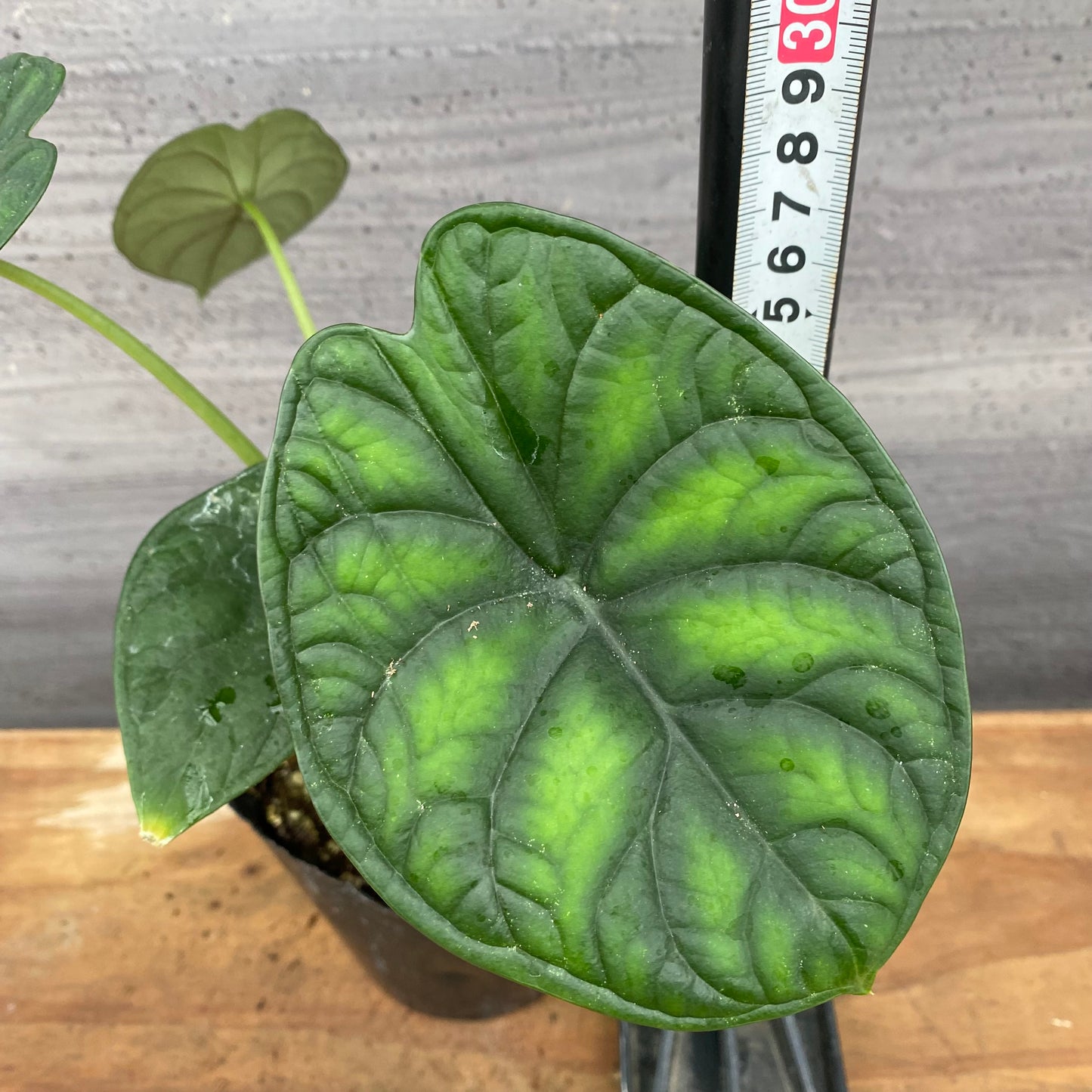 市場仕入れ即売会 No.25044 アロカシアC 4号苗ポット