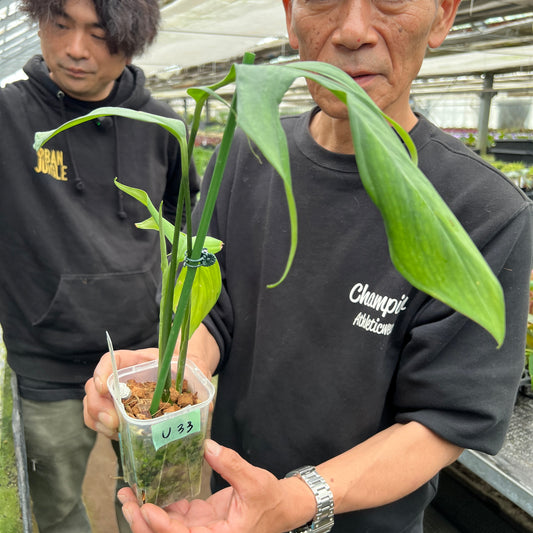 URBAN JUNGLE特集★U33 モンステラ クロアティ 3号鉢