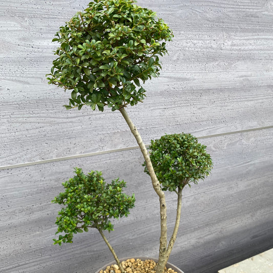 No.19009 キンメツゲ 3本仕立て グレープラ鉢