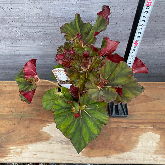 市場仕入れ即売会 No.25007 レックスベゴニア スーパーノバ 4号鉢