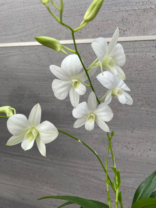 デンファレ 4号鉢 植え替え済み