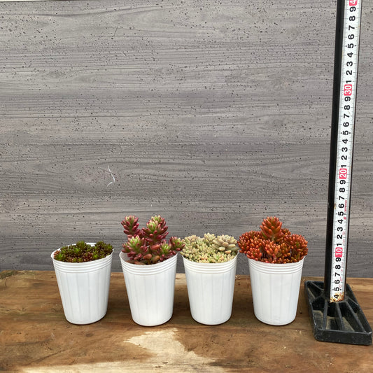 市場仕入れ即売会 No.25069 セダム レッドベリー/オーロラ/虹の玉/姫秋麗 4種セット