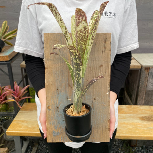 No.26004 ビルベルギア Casablanca Bromeload Cultivar Register 足場板仕立て