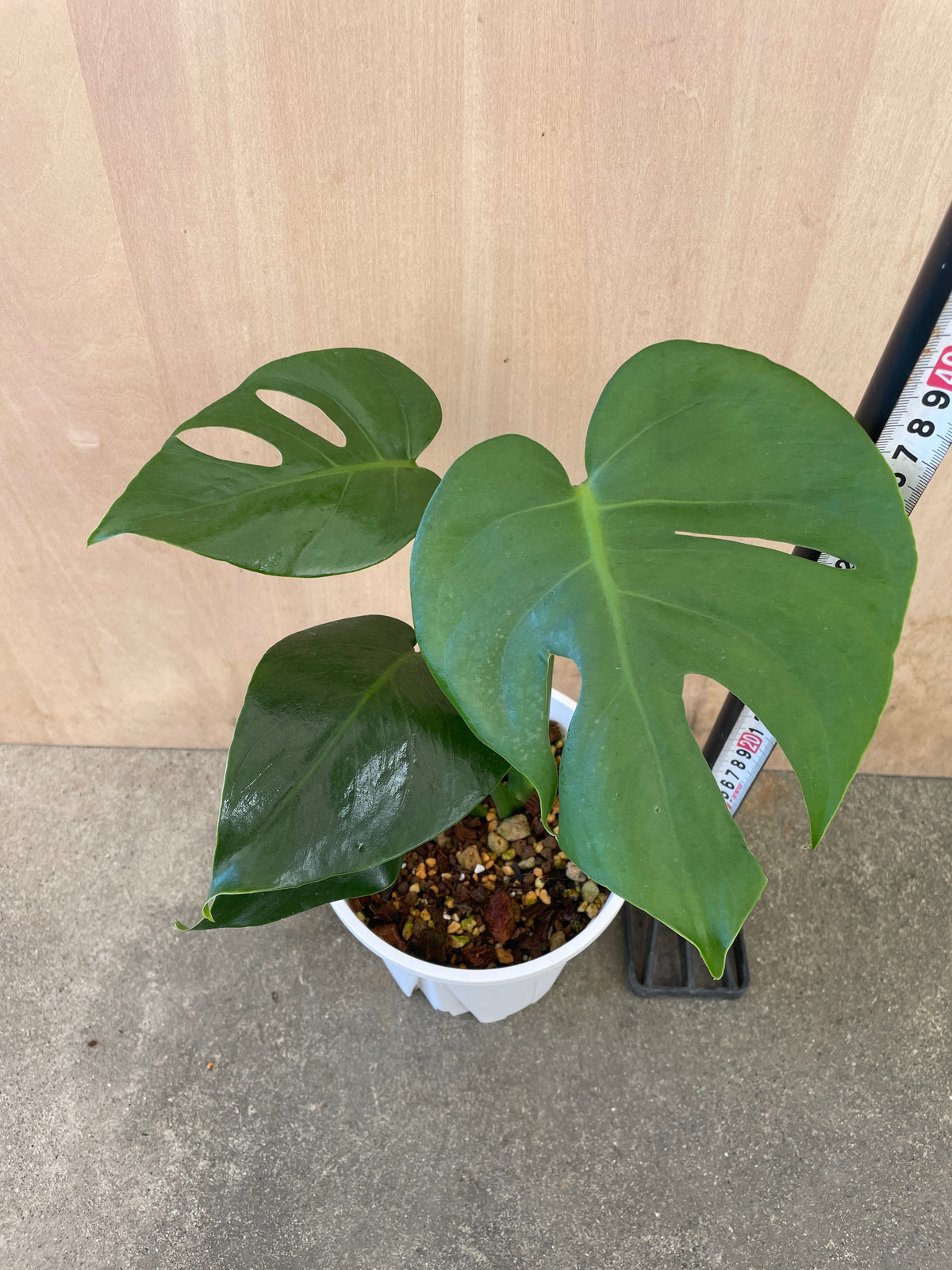 モンステラ コンパクタ 5号鉢 植え替え済み