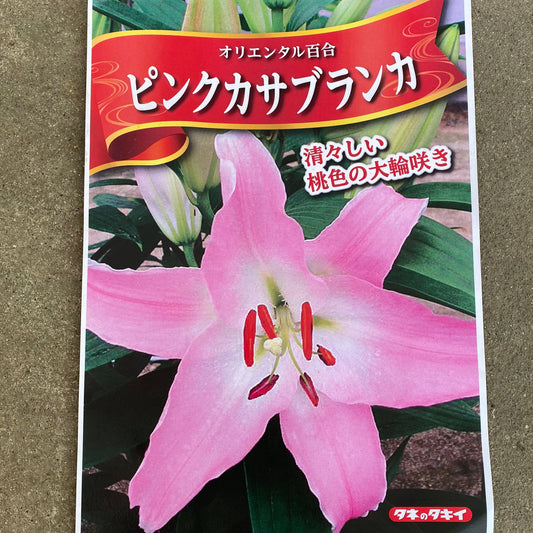 農場創業祭 No.18240 超特大球(茨城県産) ピンクユリ球根(テーブルダンス) 1球