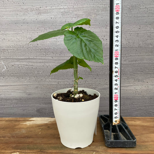 市場仕入れ即売会 No.25018 フィカス ウンベラータ 4号鉢