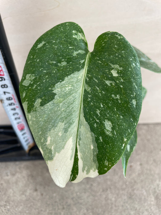 No.24007 モンステラ タイコンステレーション 3号鉢