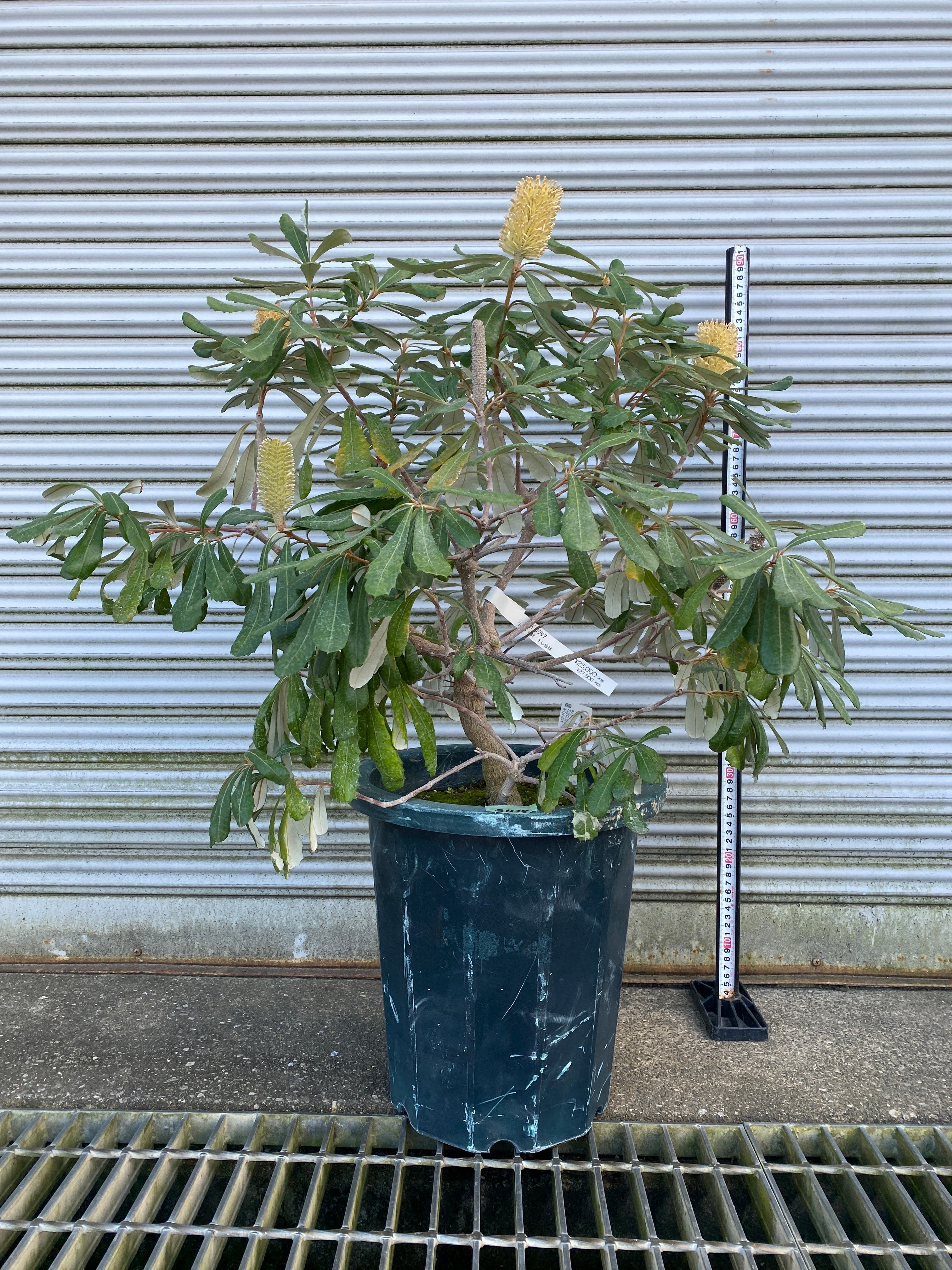 現品】コーストバンクシア（バンクシア・インテグリフォリア）10号 う