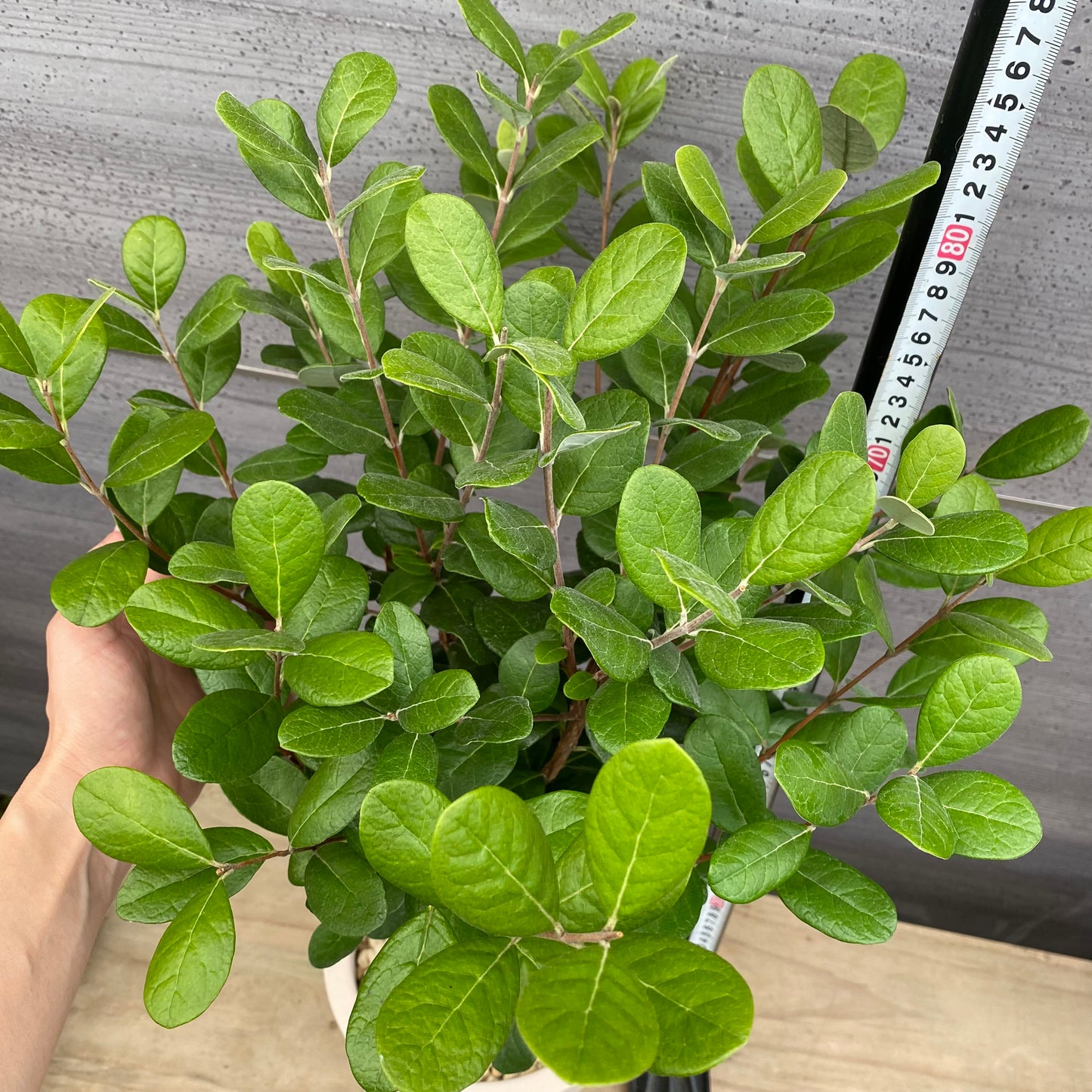 フェイジョア 7号オリジナルポット