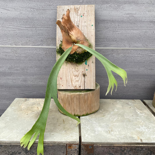 06017 ビカクシダ 板付け