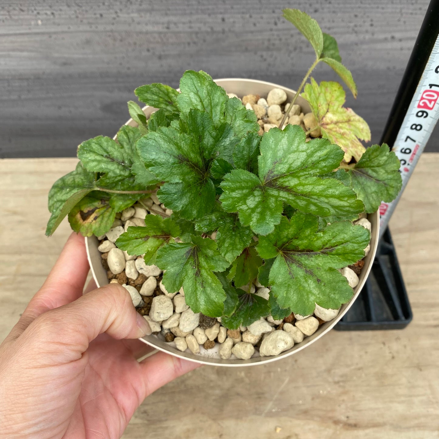 ヒューケレラ ピンクレボリューション 5号スリット鉢/オリジナル色