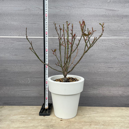 薔薇 パルミラ 7号おすすめ白ポット