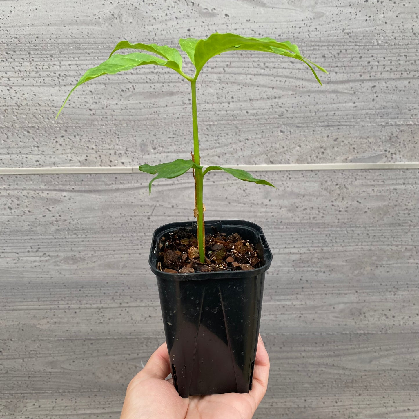 urbanjungle商品 アモルフォファルス ティタヌン ショクダイオオコンニャク 3号鉢