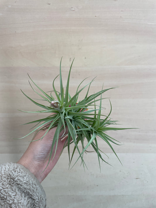 M01 ティランジア ベルゲリー