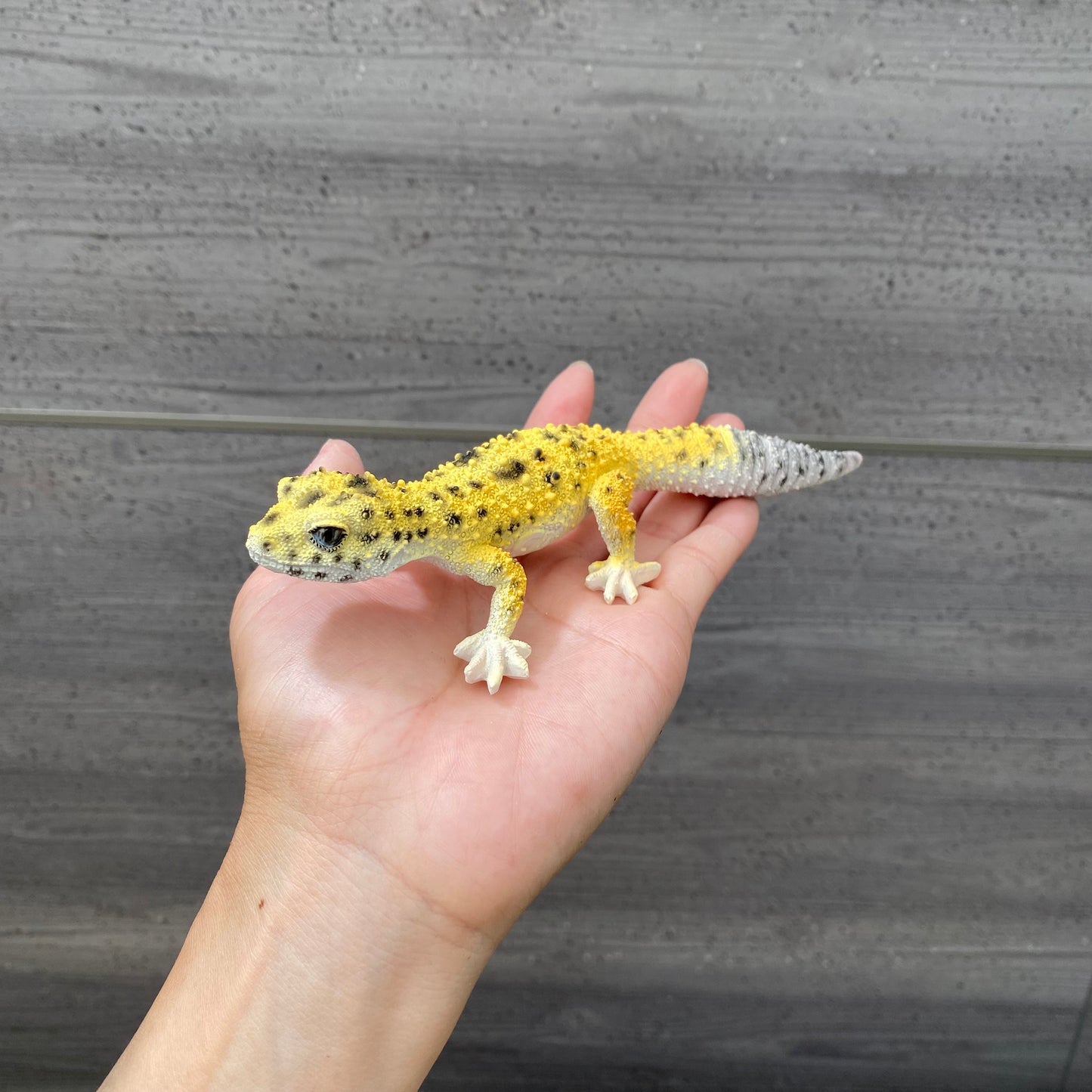 マグネットシリーズ ヒョウモントカゲモドキ (HIGH YELLOW) 口元にマグネット