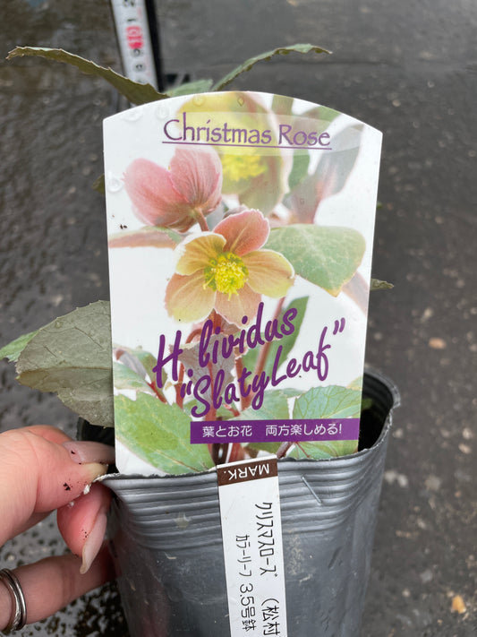 M47 クリスマスローズ リヴィダス スレーティリーフ 3.5号苗ポット