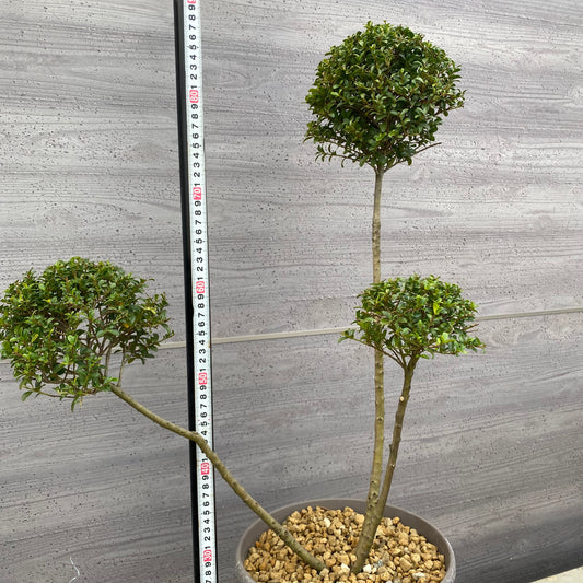 No.19007 キンメツゲ 3本仕立て グレープラ鉢