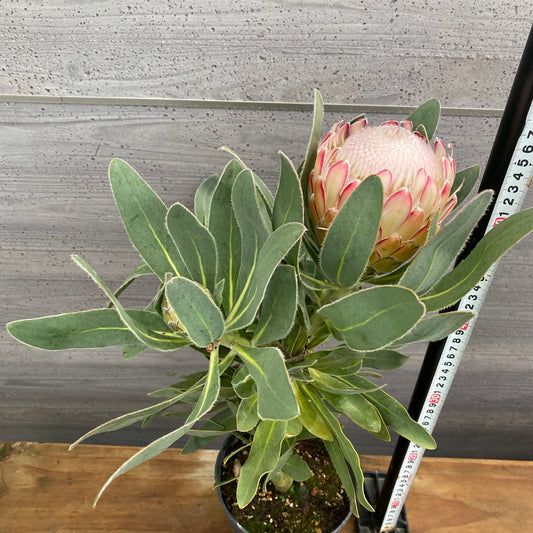 市場仕入れ即売会 No.25080 プロテア スザーラ 5号鉢